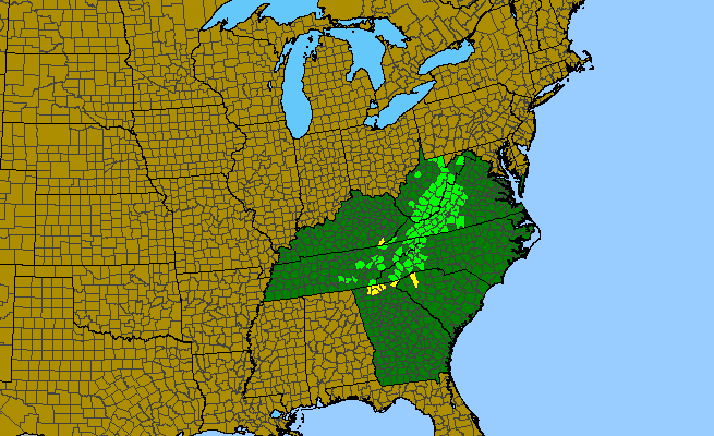 The range of Convallaria pseudomajalis